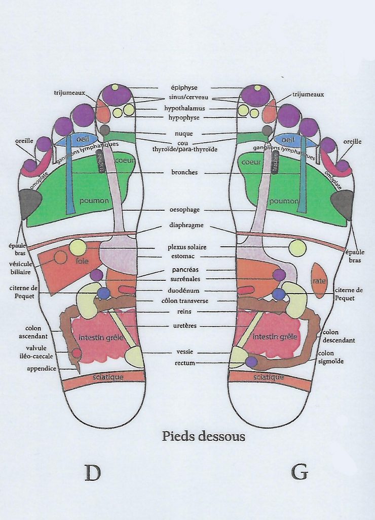 Cartographie des pieds avec les zones et leurs correspondance au niveau du corps.